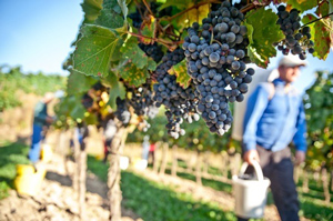 Worker in a vineyard in Wachau, Lower Austria